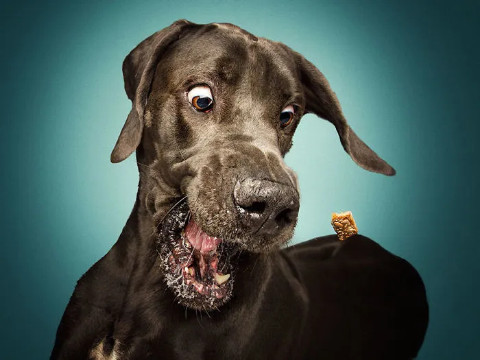 Hilarious Expressions Of Dogs Trying To Catch Treats In Mid-Air