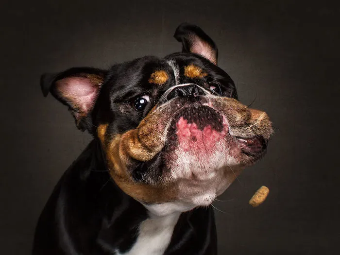 Hilarious Expressions Of Dogs Trying To Catch Treats In Mid-Air