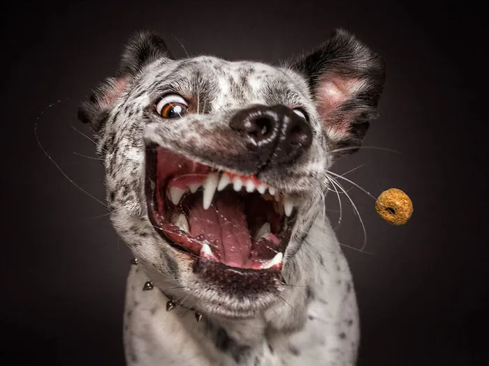 Hilarious Expressions Of Dogs Trying To Catch Treats In Mid-Air