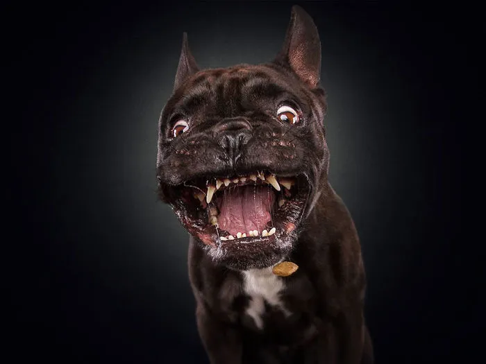 Hilarious Expressions Of Dogs Trying To Catch Treats In Mid-Air