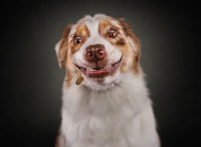 Hilarious Expressions Of Dogs Trying To Catch Treats In Mid-Air
