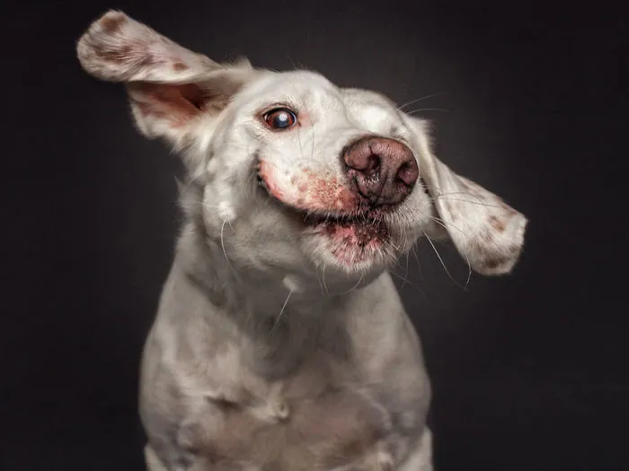 Hilarious Expressions Of Dogs Trying To Catch Treats In Mid-Air