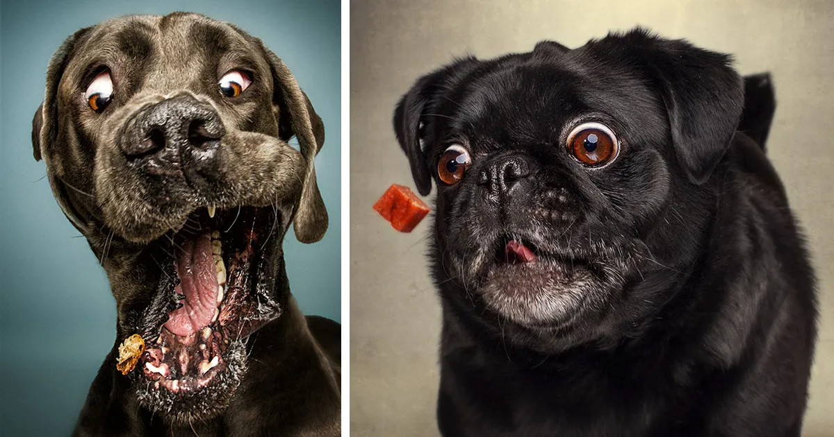 Este fotógrafo capta las divertidas expresiones de perros hambrientos al conseguir comida (2ª parte)