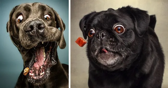 Hilarious Expressions Of Dogs Trying To Catch Treats In Mid-Air
