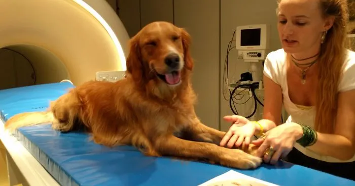 Scientists Prove Dogs Understand Humans Better Than We Thought