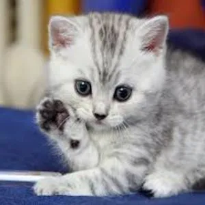 KITTENS!