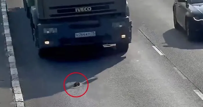 Little Kitten Falls Out Of A Moving Car On A Busy Highway In Russia