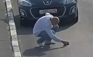 Little Kitten Falls Out Of A Moving Car On A Busy Highway In Russia