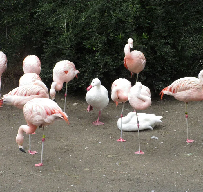 16 Ducks That Think They're Flamingos