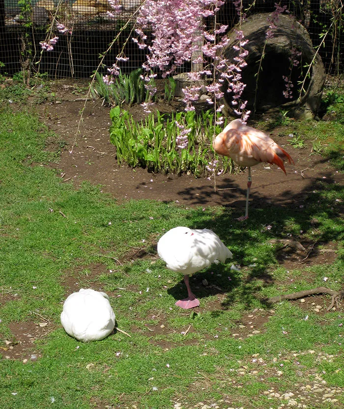 16 Ducks That Think They're Flamingos
