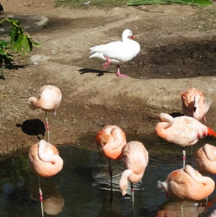 16 Ducks That Think They're Flamingos