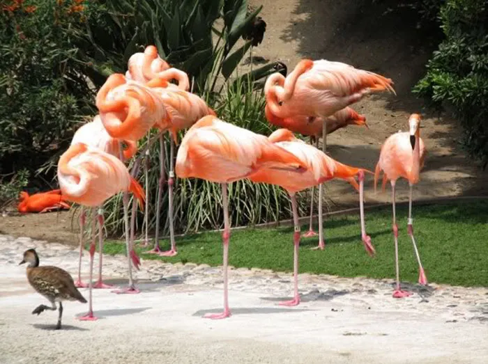 16 Ducks That Think They're Flamingos