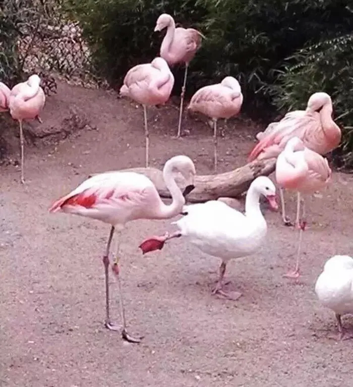 16 Ducks That Think They're Flamingos