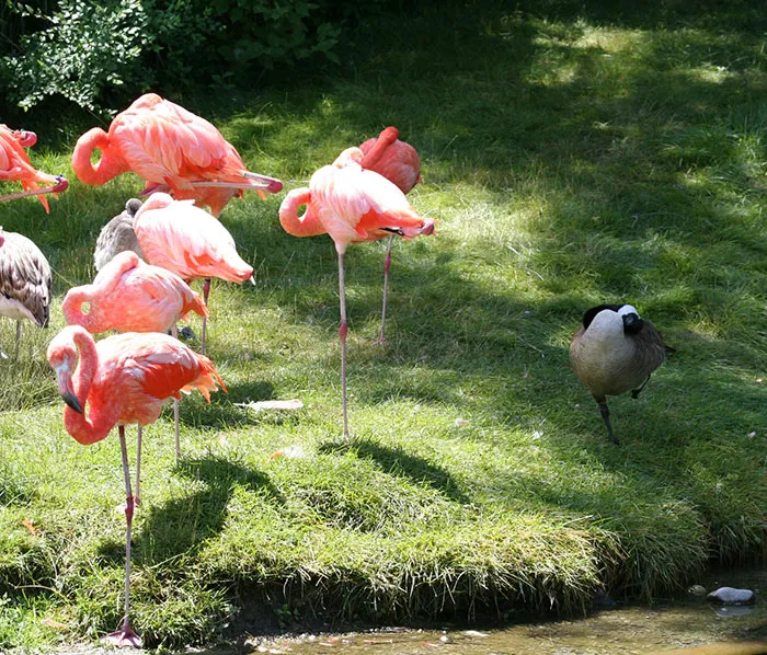 16 Ducks That Think They're Flamingos