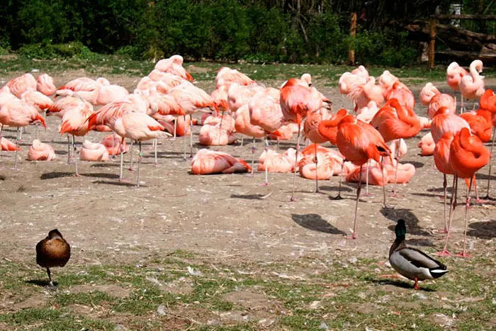 16 Ducks That Think They're Flamingos