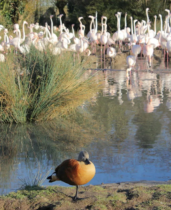 16 Ducks That Think They're Flamingos