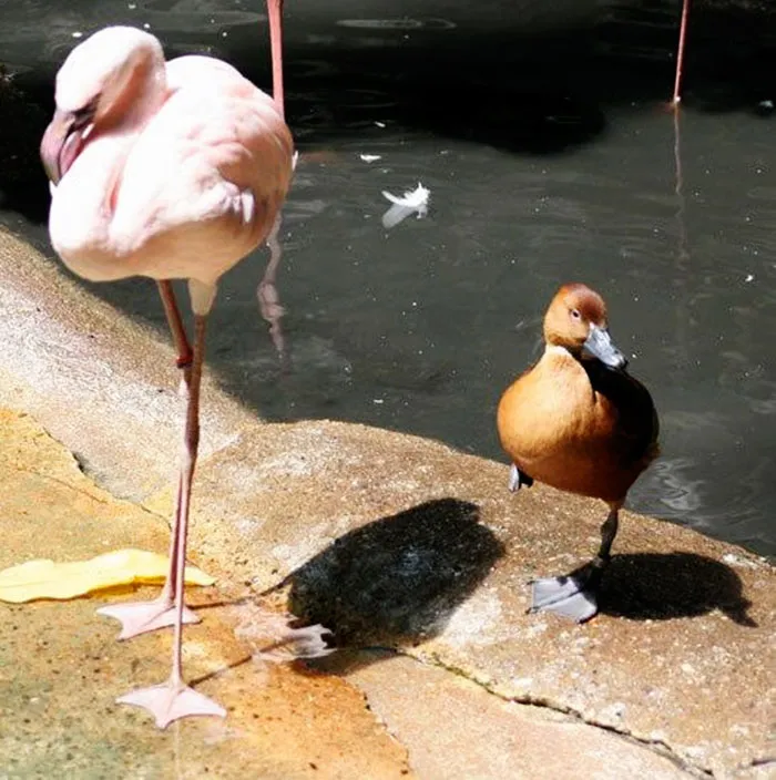 16 Ducks That Think They're Flamingos