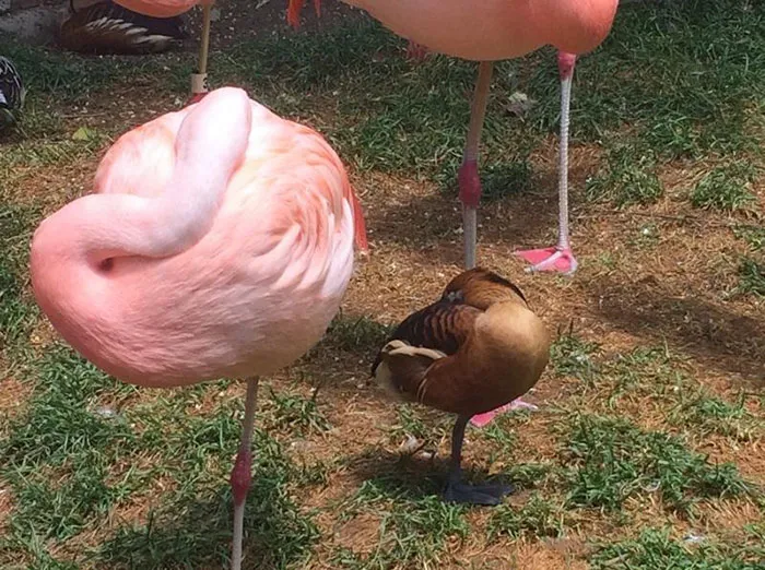 16 Ducks That Think They're Flamingos
