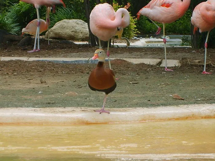 16 Ducks That Think They're Flamingos