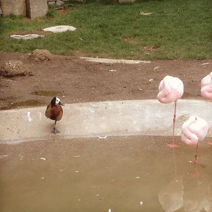 16 Ducks That Think They're Flamingos