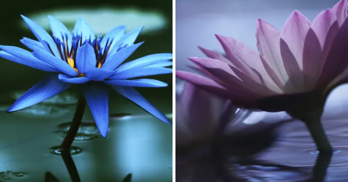 I Photograph Water Lilies That Symbolize The Purity Of Heart