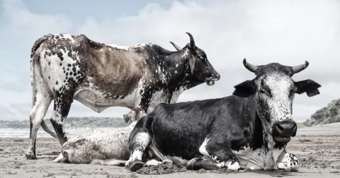 Holy Cow!  Bulls On The Beach