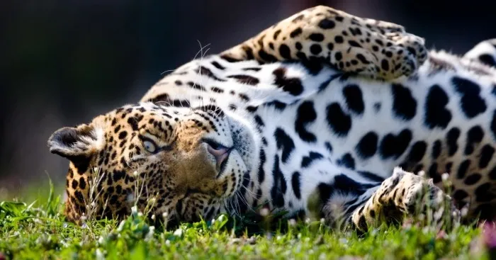 I Capture The Soul Of Wild Cats