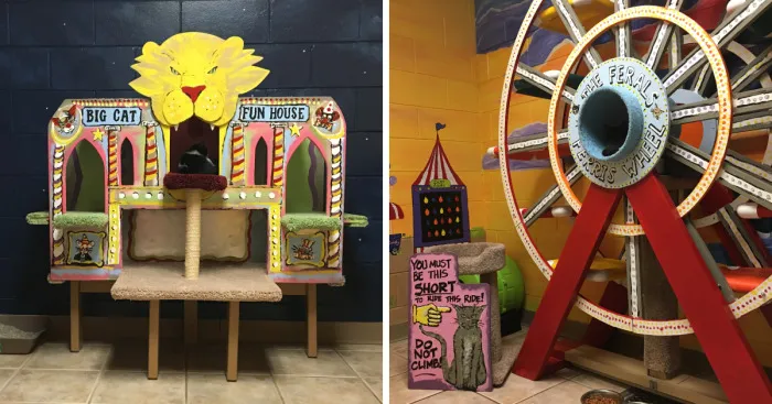 I Created A Carnival Room For Cats In Animal Shelter
