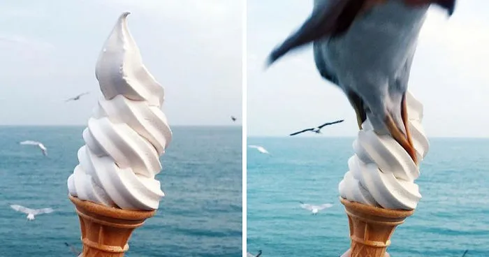 Cheeky Seagull Swoops To Swipe Student's Ice-Cream