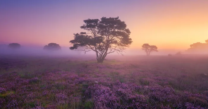 Why You Should Visit My Homeland The Netherlands In August - A Purple Dream