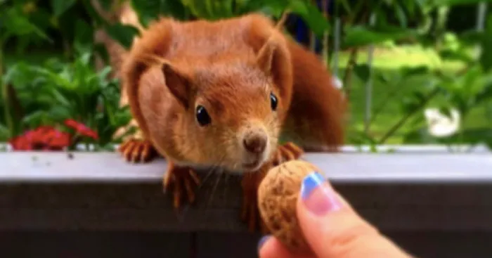 This Squirrel Knocks On My Window Every Morning To Get A Nut