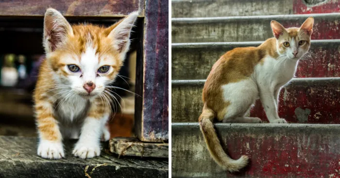 I'd Been Travelling In Southeast Asia For 7 Months Taking A Picture Of Every Cat I Saw