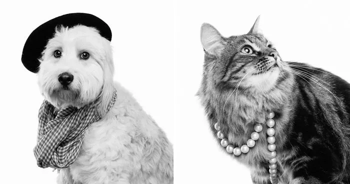 I Dressed Dogs Up As Famous People And Photographed Them To Raise Money For My Local SPCA