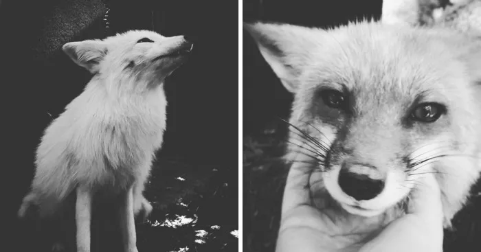 I Take Black & White Photos Of Rescued Wildlife And Nature To Bring Out Their Darker Beauty
