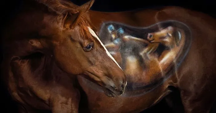 Babybelly Painting For My Horse