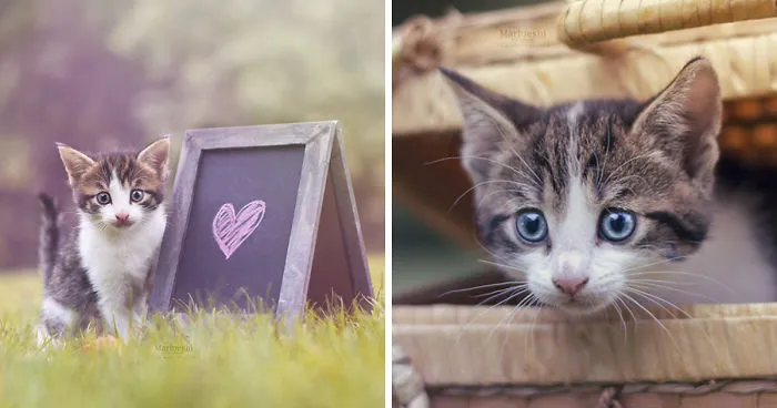 A Few Cute Animal Photos To Brighten Up Your Day