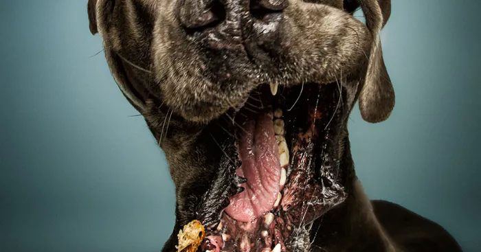 When I Am Bored I Throw Treats To Dogs