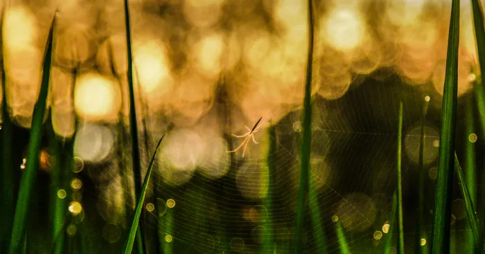 I Photographed One Of The Most Intriguing Creatures On Earth
