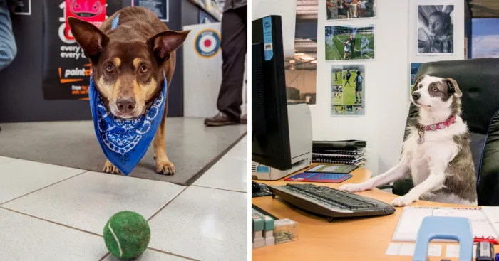 Calling All Dogs In Workplaces In Western Australia