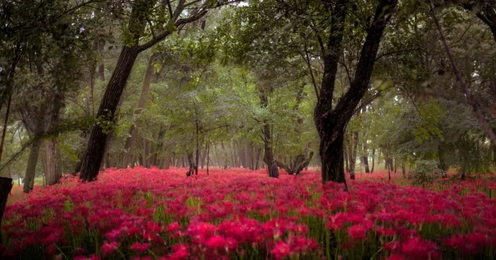 I Photographed A Field Of Red Flowers That Looks Like Out Of This World
