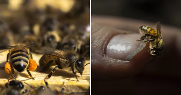I Spent A Day With 60,000 Bees And I Loved It