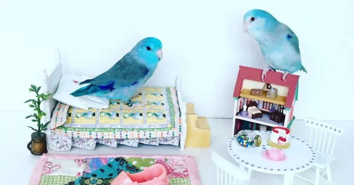 Visit Chicken And Stan's Tiny World