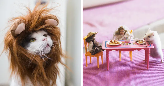 Photographer Who Loves Capturing Animals In A Different Outfits