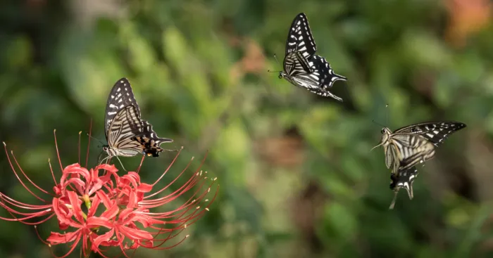My Tips To Photographing Flying Butterflies