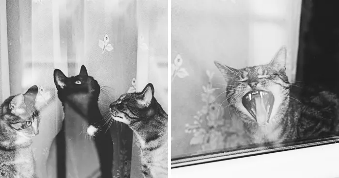 Cat And Window - A Perfect Mix
