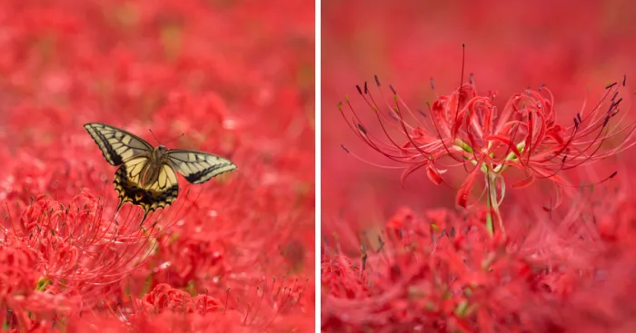 Welcome To The Red World Of Spider Lilies