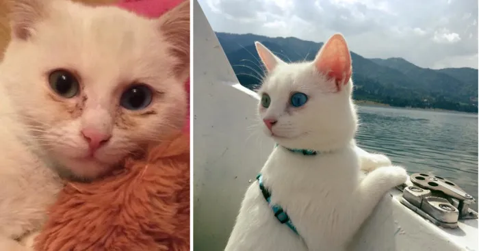 This Cat Proves That You Can Overcome Anything And Enjoy Life