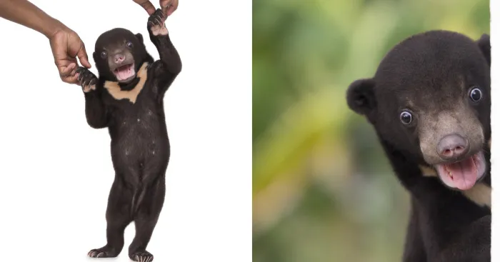 A Photographer Met The Most Adorable Bear Cub In The World