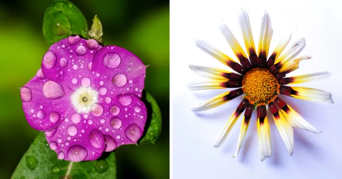 20+ Elegant Image Of Flowers, Sparkling Colors