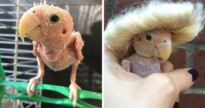 Everyone Falls in Love With This Featherless Lovebird, Send Mini Sweaters To Save Her From Freezing